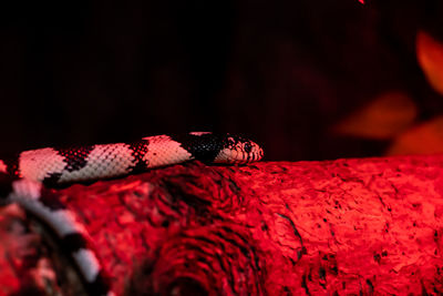 Close-up of a reptile against blurred background