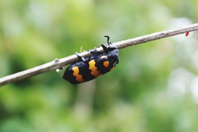 Close-up of insect on plant