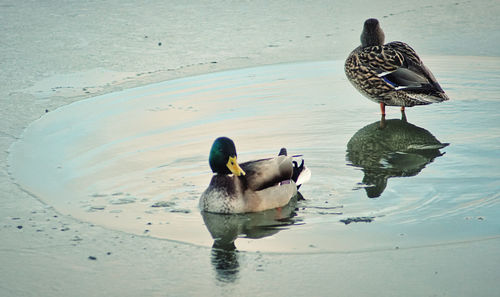 Two ducks in a lake