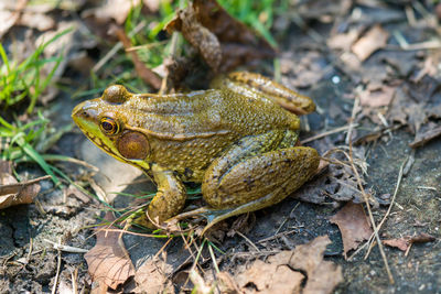 Close-up of lizard on field