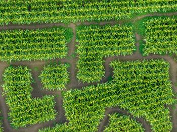 High angle view of trees