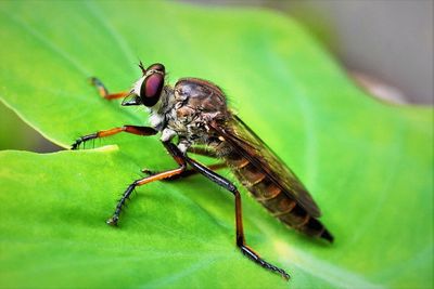 Close-up of insect on leaf