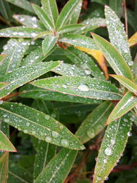 Close-up of water drops on plant