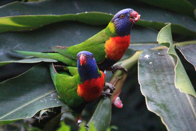 Close-up of rainbow lorrikeets perching on leaf