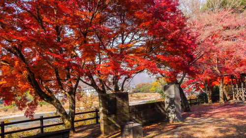 Trees in park during autumn