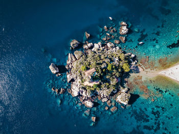 High angle view of coral in sea