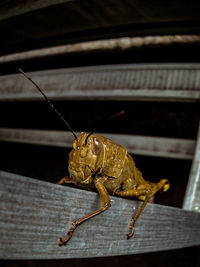 Close-up of insect on wood