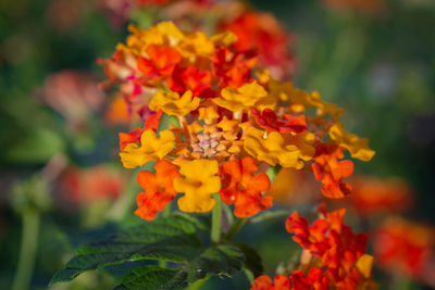 Close-up of orange flowers on plant