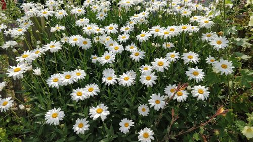 Close-up of flowers blooming on field