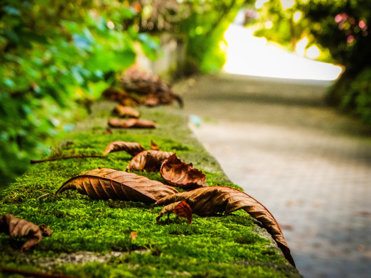 animal themes, animal, plant, nature, selective focus, no people, day, plant part, leaf, vertebrate, group of animals, mammal, field, green color, focus on foreground, close-up, domestic animals, cat, tree, outdoors