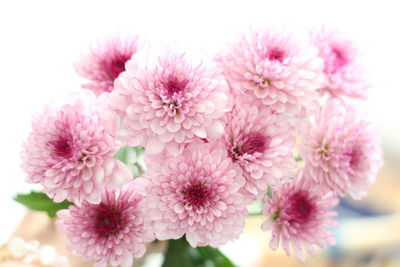 Close-up of pink dahlia flowers