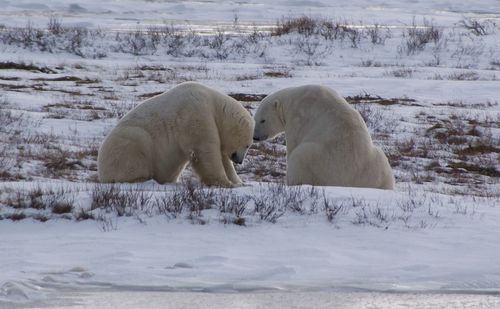 Polar bears on snow covered field