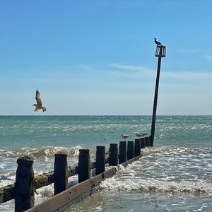 Seagull on wooden post in sea against sky