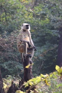 Monkey on tree branch in forest