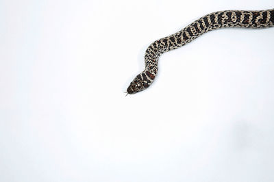 High angle view of snake on white background