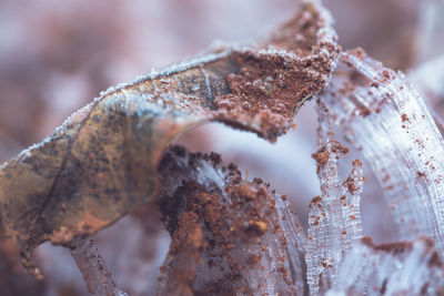 Close-up of insect on leaf