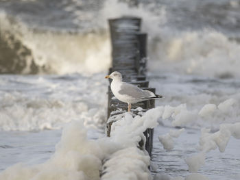 Seagull perching on a snow