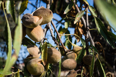 Close-up of fruits growing on tree