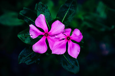 Close-up of wet pink flowering plant