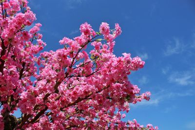 Low angle view of pink flower tree