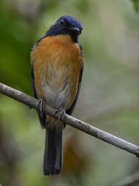 Close-up of bird perching outdoors