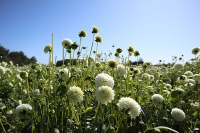 Close-up of flowering plants growing on field against clear sky