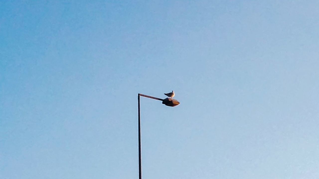 LOW ANGLE VIEW OF MAN PARAGLIDING AGAINST CLEAR BLUE SKY