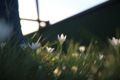 Close-up of white flowering plant on field