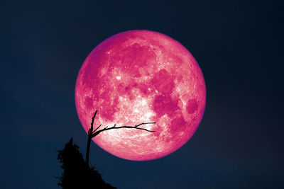 Low angle view of pink and trees against sky at night