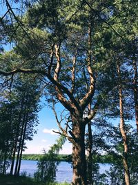 Low angle view of trees in forest against sky