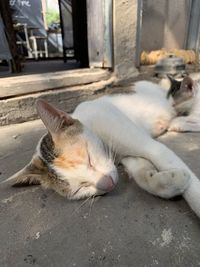 Close-up of cat sleeping