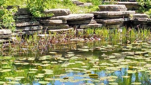 View of pond in garden