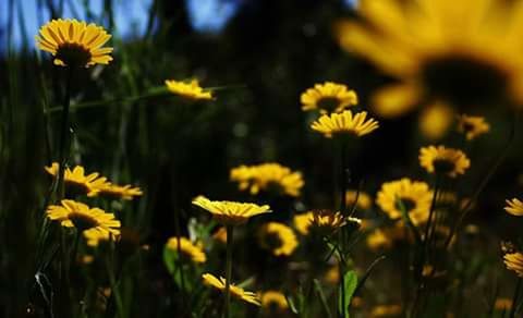 Close-up of yellow flower blooming in field