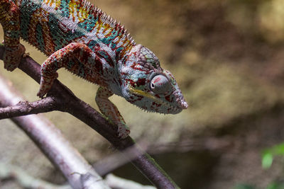 Close-up of a lizard on branch