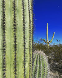 Saguaro cacti in the gorgeous senoran desert 
