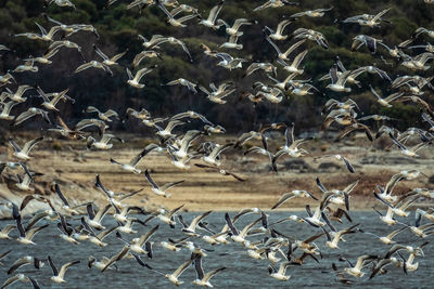 Flock of birds in the water