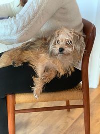 Dog sitting on chair at home