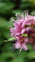 Close-up of pink flowers