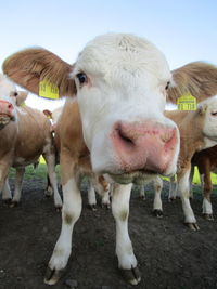 Portrait of cows on field