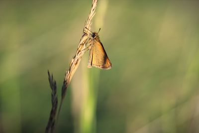 Close-up of insect on plant