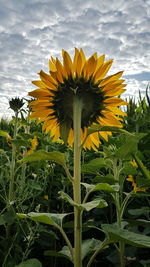 Close-up of sunflower on field against sky