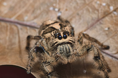 Close-up of spider hyllus diardi female