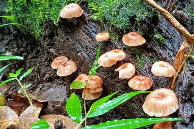 High angle view of mushrooms growing on field