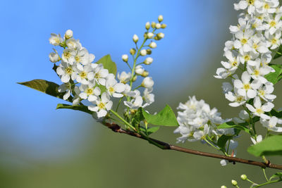 Close-up of white flowering plant against blue sky