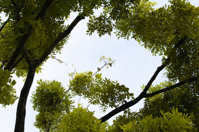 Low angle view of trees against sky