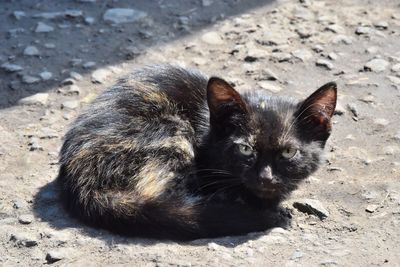 High angle portrait of black kitten sitting on dirt road