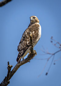 Red tailed hawk perched on a tree limb with a nice blue sky.