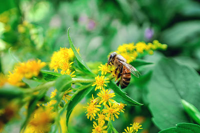 Close-up of bee pollinating on yellow flower