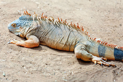 High angle view of iguana on field