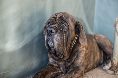 Close-up of a dog looking away